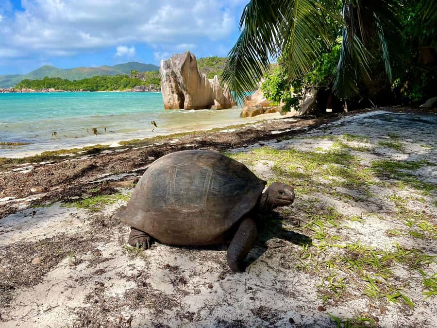 Curieuse and St. Pierre Islands Day Trip with BBQ Lunch - What makes this Praslin boat trip worth your day