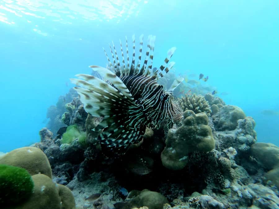 Curieuse and St Pierre Snorkeling Half-Day Trip No BBQ Lunch - Starting from Praslin at 8:45 AM