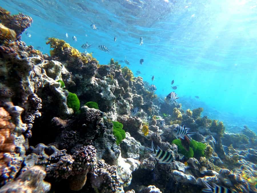 Curieuse and St Pierre Snorkeling Half-Day Trip No BBQ Lunch - Walking through the mangrove forest