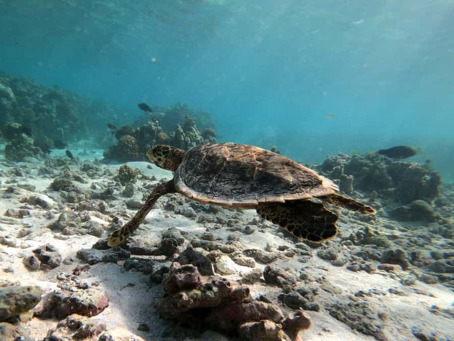 Curieuse and St Pierre Snorkeling Half-Day Trip No BBQ Lunch - Who should book this half-day trip?