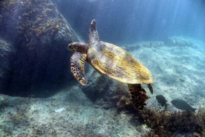 Curieuse Guided Tour, St Pierre, BBQ & 2 Snorkel Stops