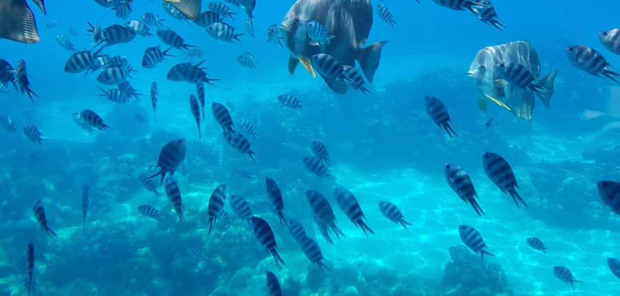 Eden Island: Semi-Submarine Tour in St. Anne Marine Park - Photography from the surface and below