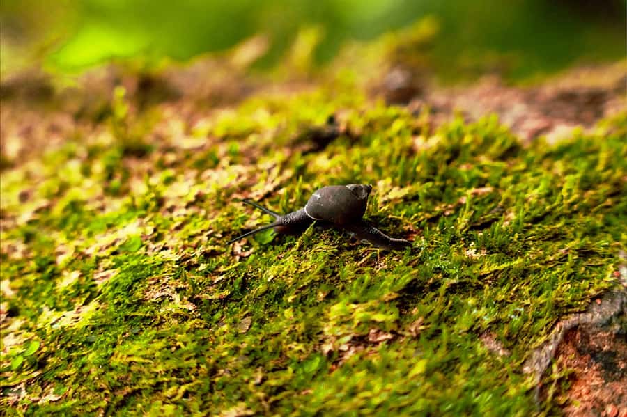 From Mahe: Guided Nature Trail Walk to Morne Blanc - Why Morne Blanc is more than a viewpoint