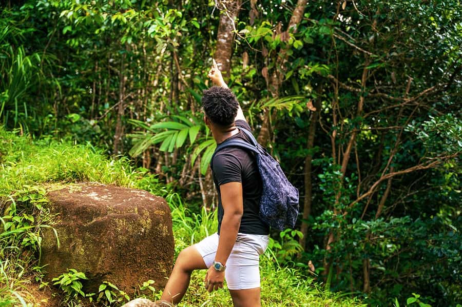 From Mahe: Guided Nature Trail Walk to Morne Blanc - Cinnamon forest gives way to mist forest
