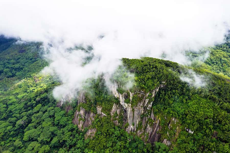From Mahe: Guided Nature Trail Walk to Morne Blanc - Starting above the Tea Plantation at Sans Soucis