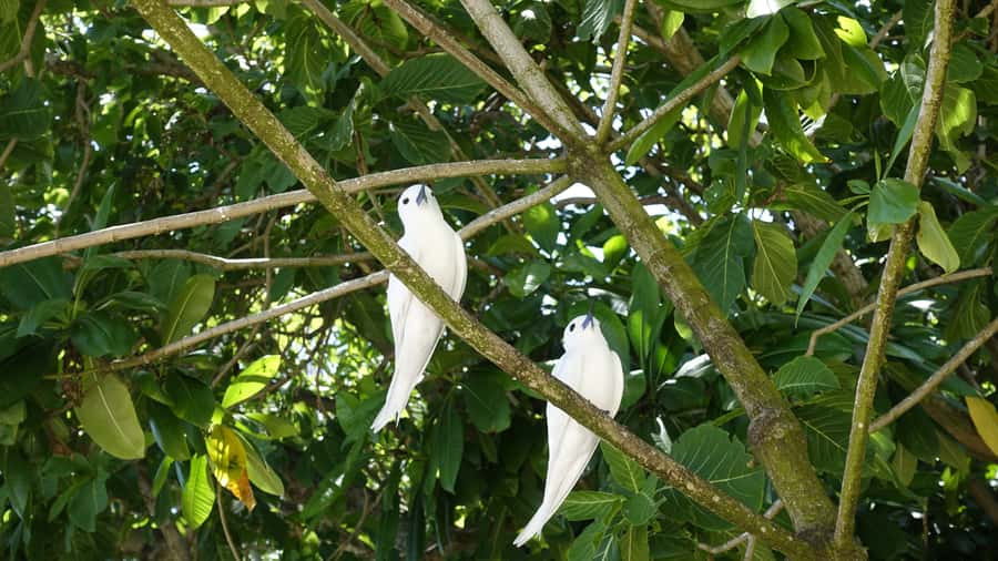 From Praslin: Cousin, Curieuse & St Pierre Islands Day Tour - The morning transfer to Cousin Island