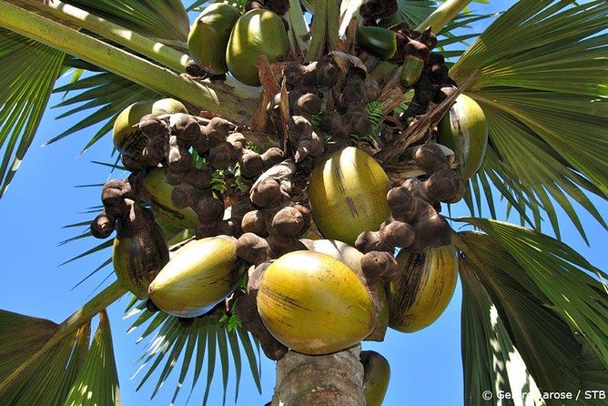 Full Day Discovery Tour of Vallee de Mai and Anse Lazio on Praslin Island - Key points to know before booking