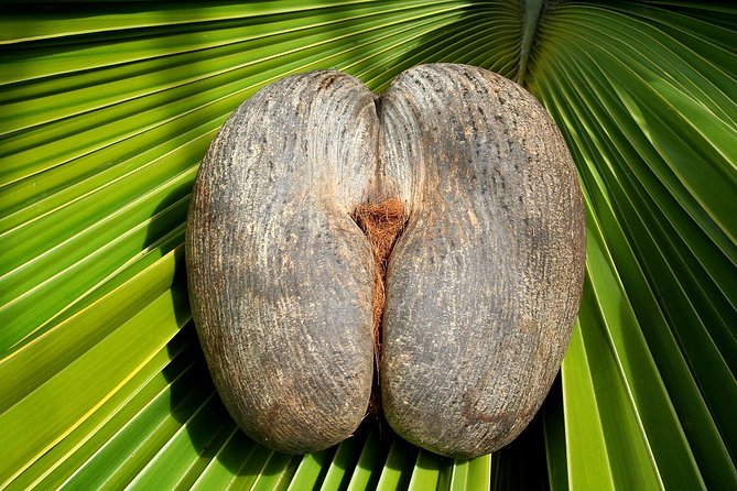 Full Day Discovery Tour of Vallee de Mai and Anse Lazio on Praslin Island - Why this Praslin day works so well