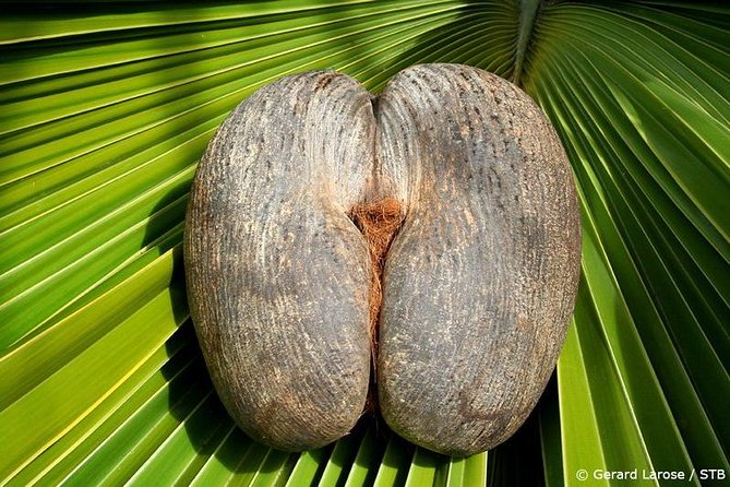 Half Day Discovery Tour of Vallee de Mai on Praslin Island - Why Vallee de Mai deserves a place on your Praslin schedule