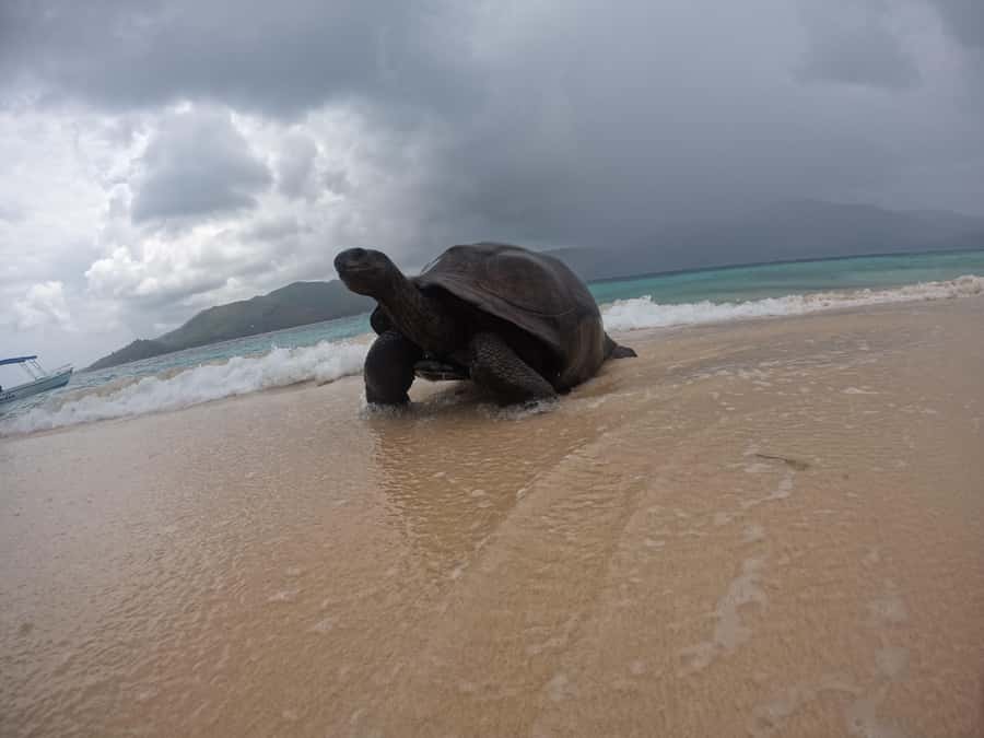Island Adventure Cousin, Curieuse & St Pierre with BBQ Bliss - Key points before you book