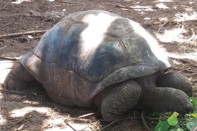 Mahe Private full day tour - Beaches, gardens, rum, and tortoises are your optional extras