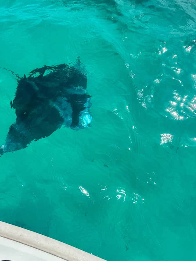 Mahe: Private half-day boat trip at the St.Anne Marine Park - Key points at a glance