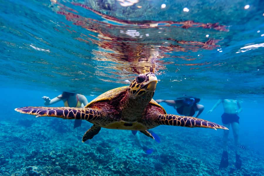 Mahé: Saint-Anne Marine Park and Moyenne Island Cruise - What $166 buys you