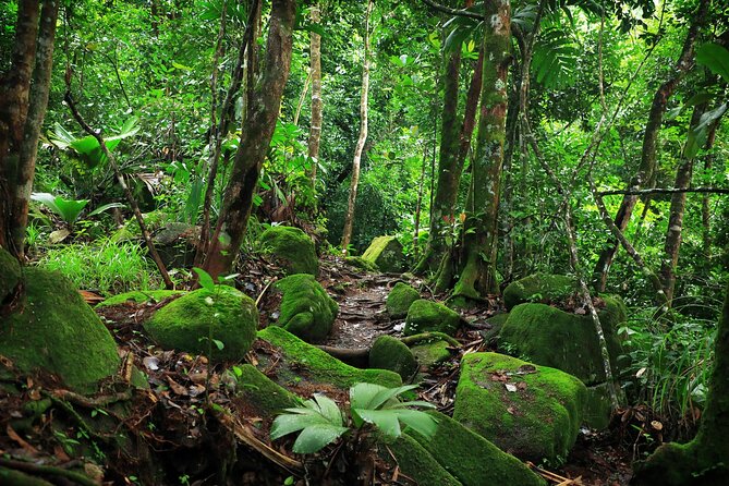 Nature trail - Morne Blanc (Mahe) - What the Morne Blanc hike is really like
