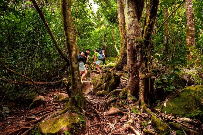 Nature trail - Morne Blanc (Mahe) - The uphill section requires honest preparation