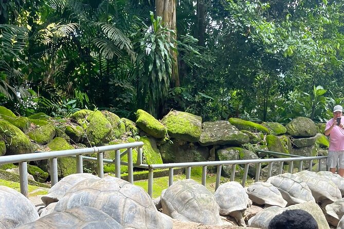 Omnibus service in Seychelles - Key points to know before booking