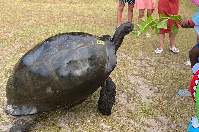 Omnibus service in Seychelles - A local contact, not just a steering wheel