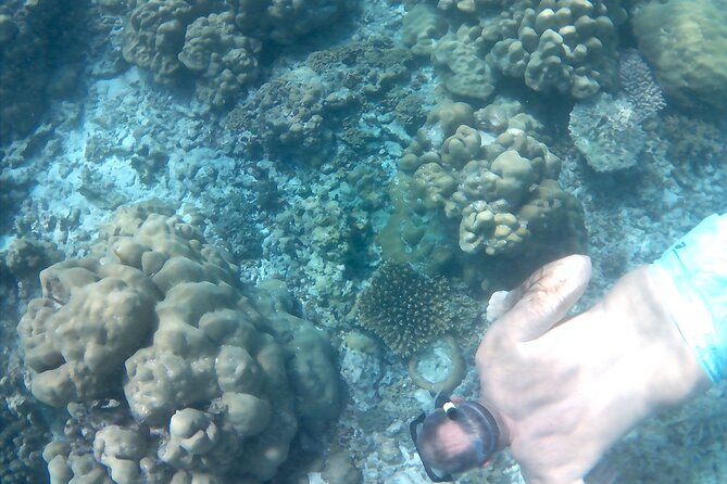 Praslin Curieuse, St Pierre &AnseLafarine fullday trip CreoleBBQ - Anse Lafarine for a final swim