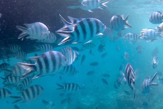 Praslin Curieuse, St Pierre &AnseLafarine fullday trip CreoleBBQ - What the $90.71 price really includes