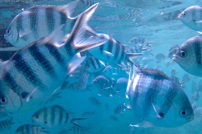 Praslin Curieuse, St Pierre &AnseLafarine fullday trip CreoleBBQ - Who should book this experience