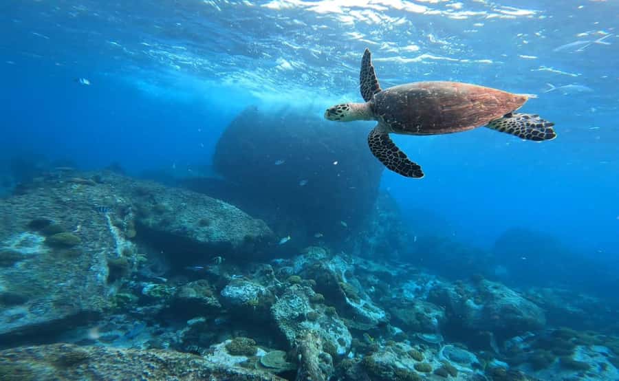 Praslin: Curieuse & St-Pierre Boat Adventure with Snorkeling - Should you book the Curieuse and St. Pierre trip?