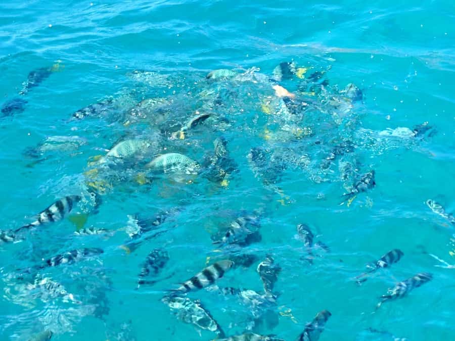 Praslin: Curieuse & St Pierre Island Day Trip with Barbecue - What to bring for a hot island day