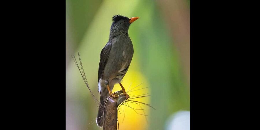 Praslin: private tour of the Vallée de Mai with a local guide - Why Vallée de Mai Feels Different