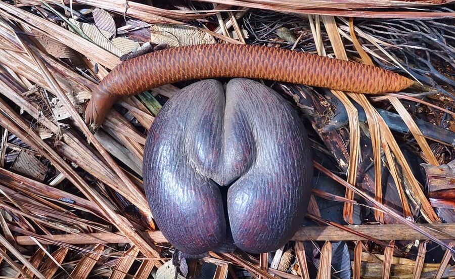 Praslin: private tour of the Vallée de Mai with a local guide - Meeting the Famous Coco de Mer