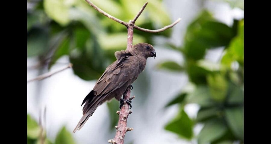Praslin: private tour of the Vallée de Mai with a local guide - Listening for the Seychelles Black Parrot