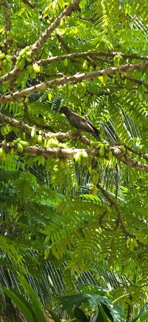 Praslin:Private Tour ValleDeMai,CoteD'orMuseum & AnseLazio - Key details to know before booking