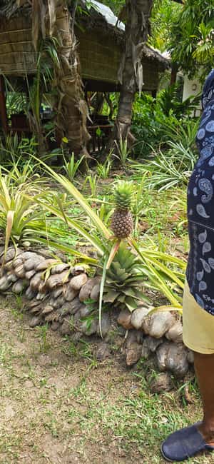 Praslin:Private Tour ValleDeMai,CoteD'orMuseum & AnseLazio - A private Praslin day from 10 am to 4 pm