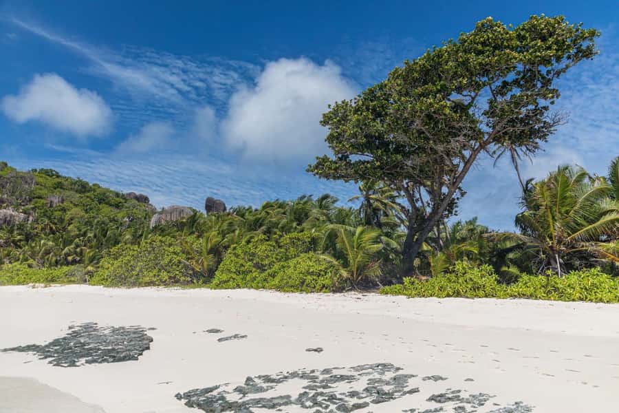 Praslin: Sister & Coco Island Full-Day Cruise and Creole BBQ - Who will get the most from this day