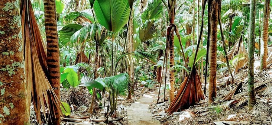 Praslin: Vallée de Mai and Anse Lazio Beach Full-day Tour - Hotel pickup and a first look at Praslin