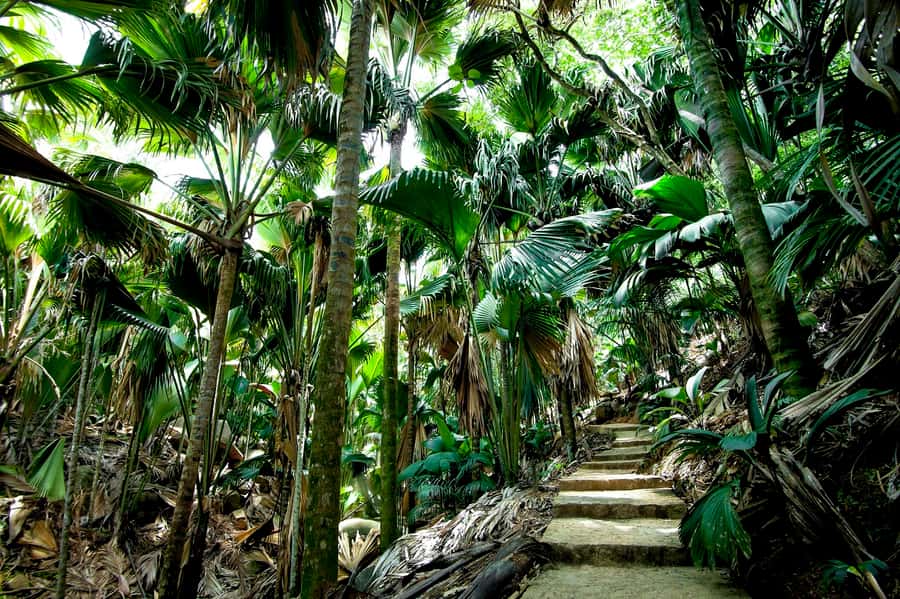 Praslin: Vallee de Mai Guided Hike with Transfer - Listening for the Seychelles Black Parrot