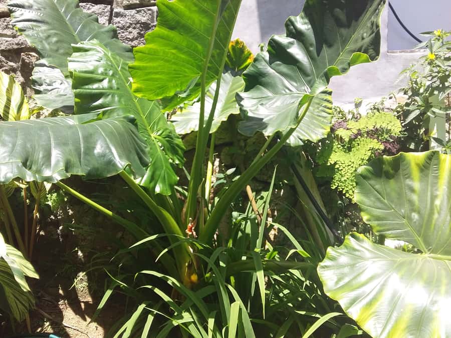 Private half day tour with free rum tasting - Takamaka rum at an old island property