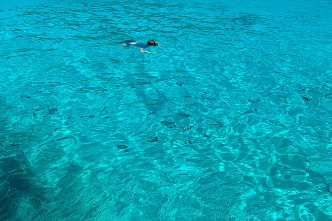 Reef Safari - Snorkeling, Fish Feeding & Lunch (Shared Day Trip) - From Victoria to St. Anne Marine National Park