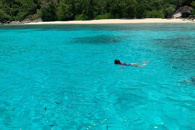 Reef Safari - Snorkeling, Fish Feeding & Lunch (Shared Day Trip) - Snorkeling, fish feeding, or staying on Moyenne