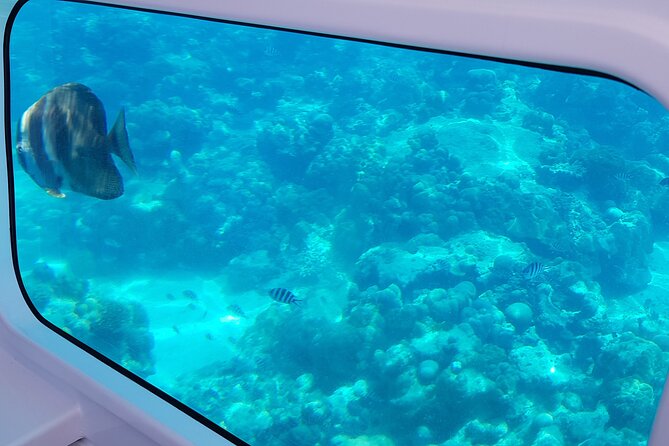 Semi Submarine Tour in Saint Anne Marine National Park - Key points to know before you book