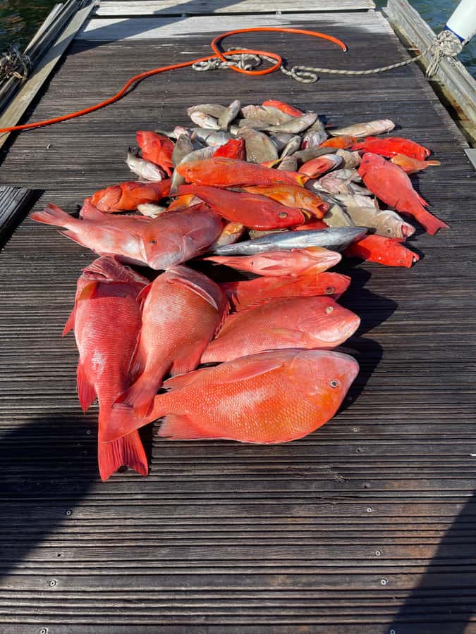 Seychelles: Guided Fishing Trip with Pickup and Equipment - Who should book this fishing trip?