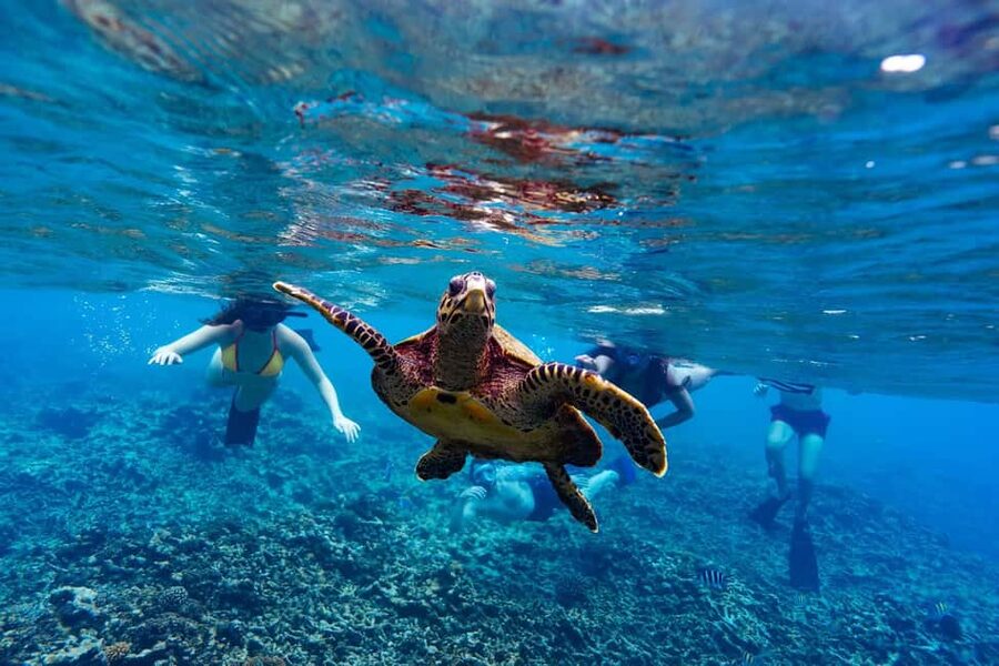 Sister, Coco, and Felicite Island: Seychelles Catamaran Tour - Leaving from La Digue or Praslin