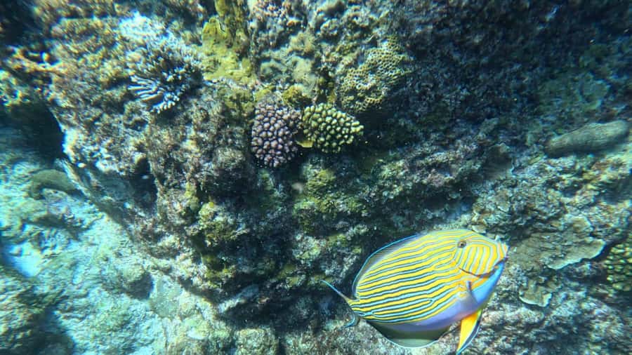 Snorkeling St-Pierre Marine Park and Anse Petite Cour - Key points to know before you book