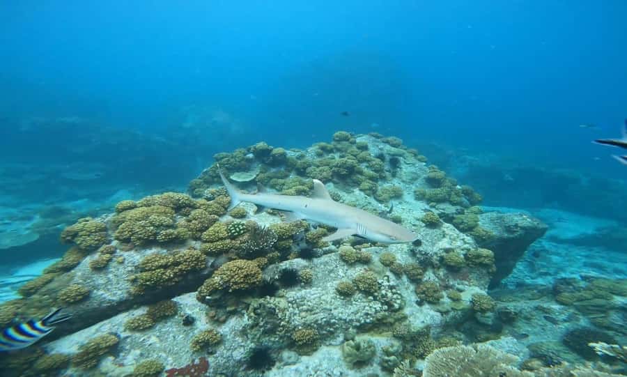 Snorkeling St-Pierre Marine Park and Anse Petite Cour - How to prepare for the water