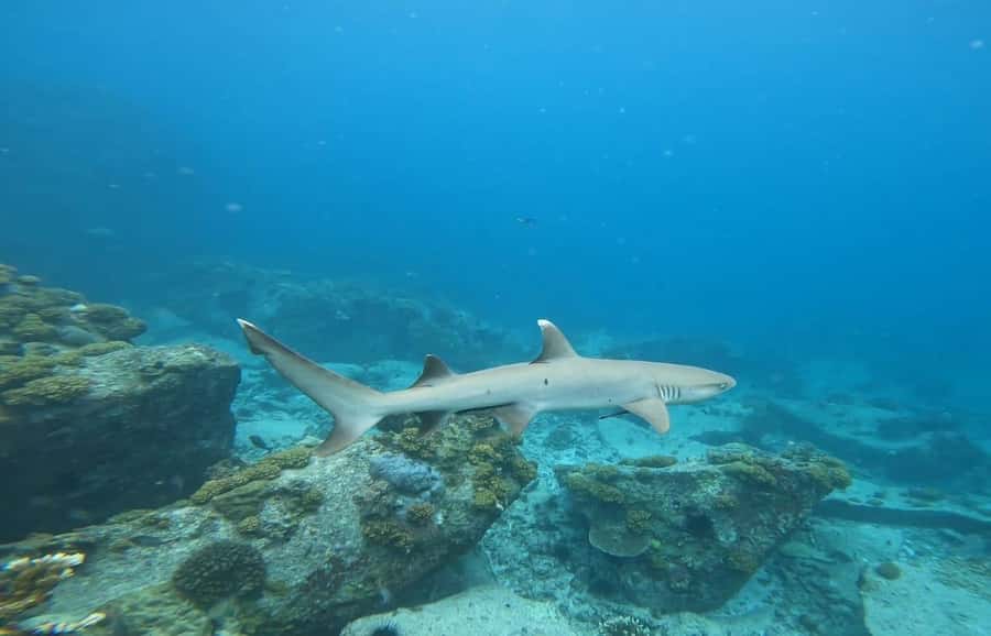 Snorkeling St-Pierre Marine Park and Anse Petite Cour - Who will enjoy this Praslin outing