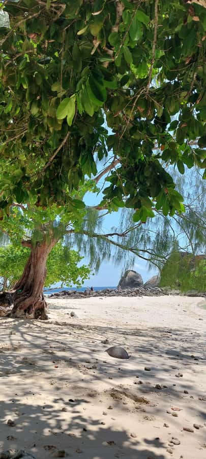 Tour Mahe Seychelles your way. Victoria national park beache - Beaches from Port Glaud to Anse Takamaka