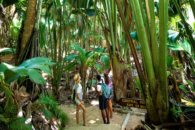 Vallee de Mai Tour (From Praslin) - Why Vallée de Mai deserves your morning