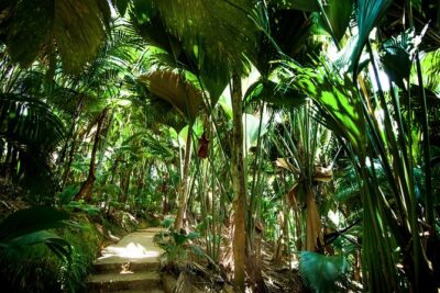 Vallee de Mai Tour (From Praslin)
