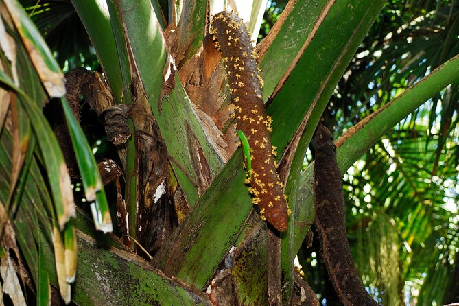 Vallee de Mai Tour (From Praslin) - Listening for the Seychelles Black Parrot
