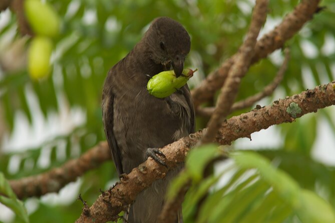 Vallee de Mai Tour (From Praslin) - The difference between this and a full-day Praslin outing