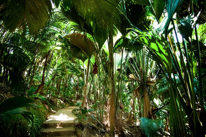 Vallee de Mai Tour (From Praslin) - Walking beneath the six endemic palms